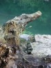 crocodile